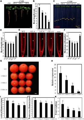 Frontiers | The SUMO E3 Ligase MdSIZ1 Sumoylates a Cell Number